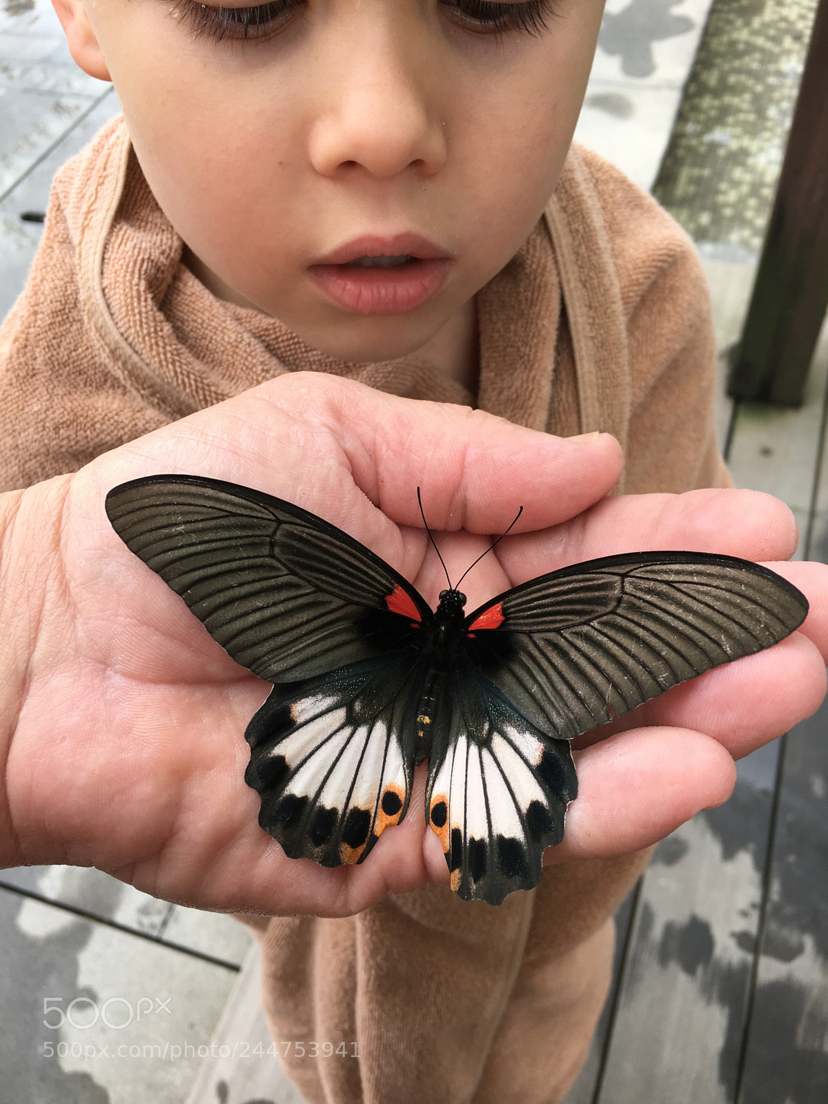 Apple iPhone 6s sample photo. Photo of child admiring photography