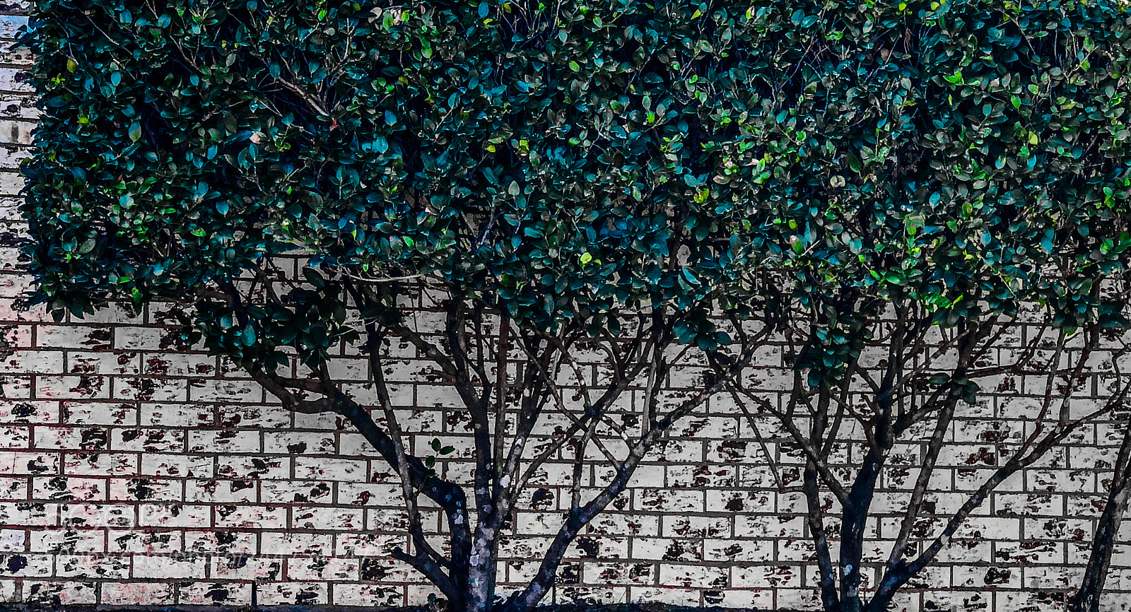 Apple iPhone X sample photo. Against the wall photography