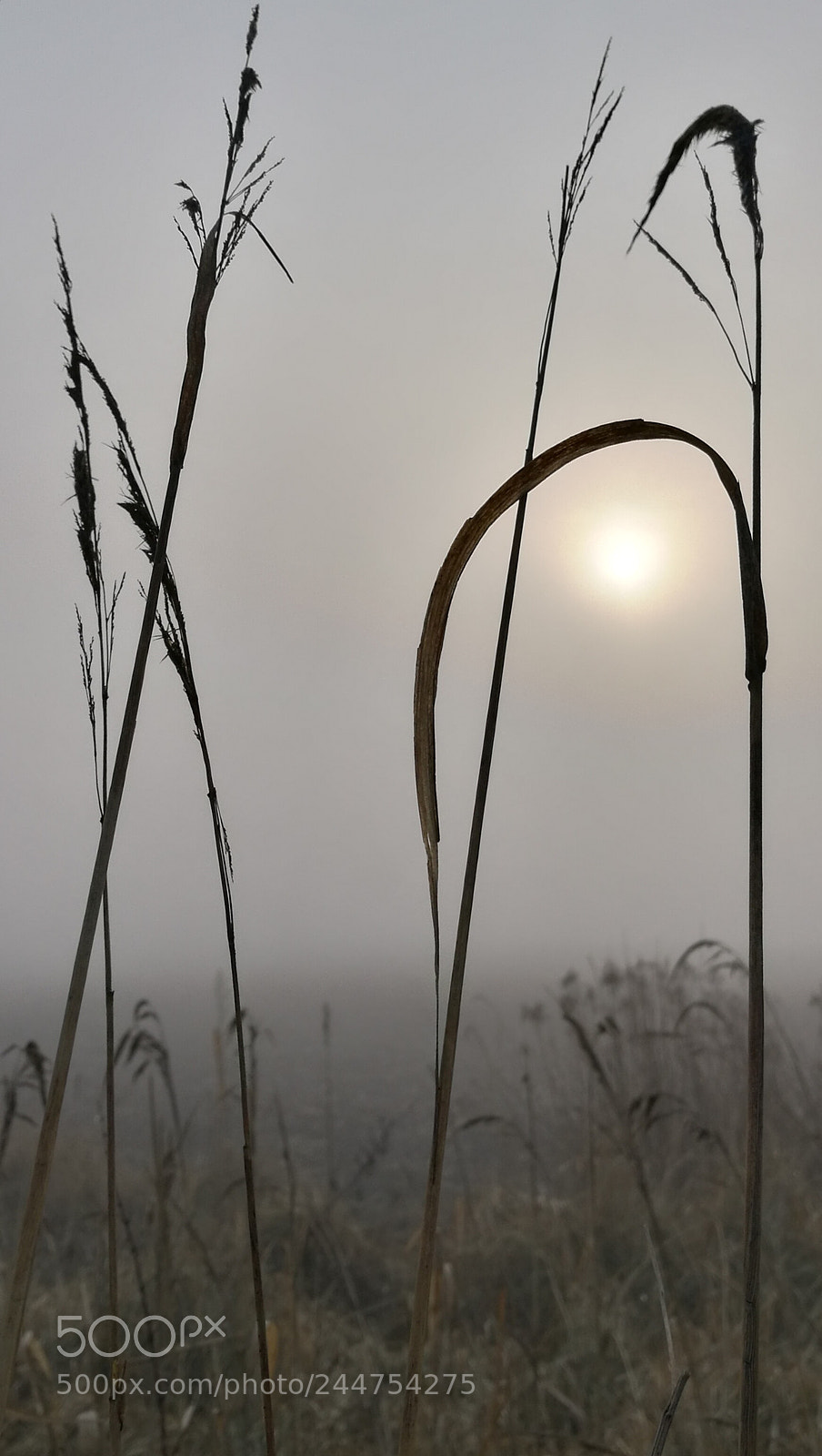 HUAWEI P9 sample photo. Foggy morning photography