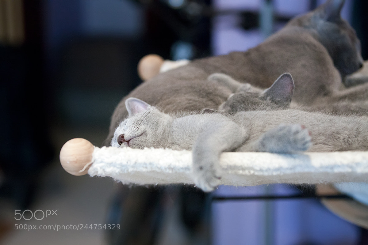 Canon EOS-1Ds Mark III sample photo. Russian blue kittens photography