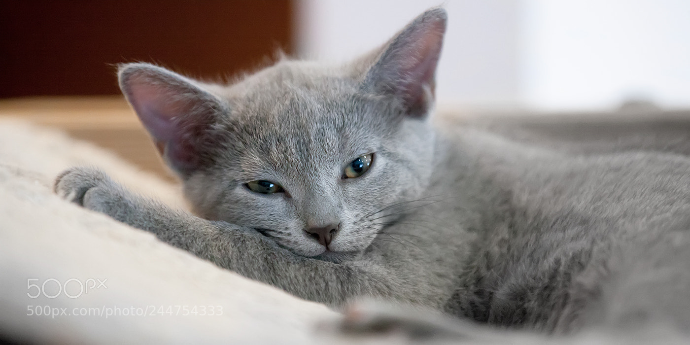 Canon EOS-1Ds Mark III sample photo. Russian blue kittens photography