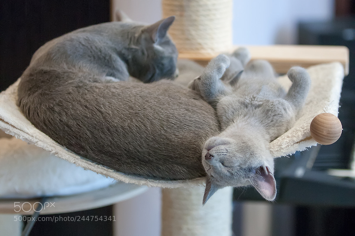 Canon EOS-1Ds Mark III sample photo. Russian blue kittens photography