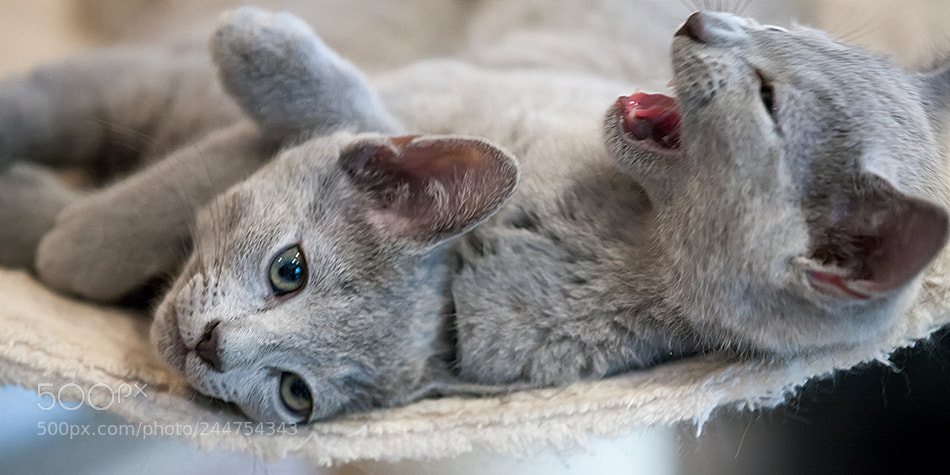 Canon EOS-1Ds Mark III sample photo. Russian blue kittens photography