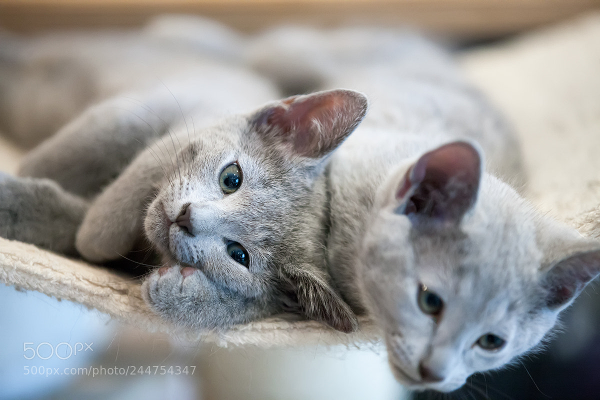 Canon EOS-1Ds Mark III sample photo. Russian blue kittens photography