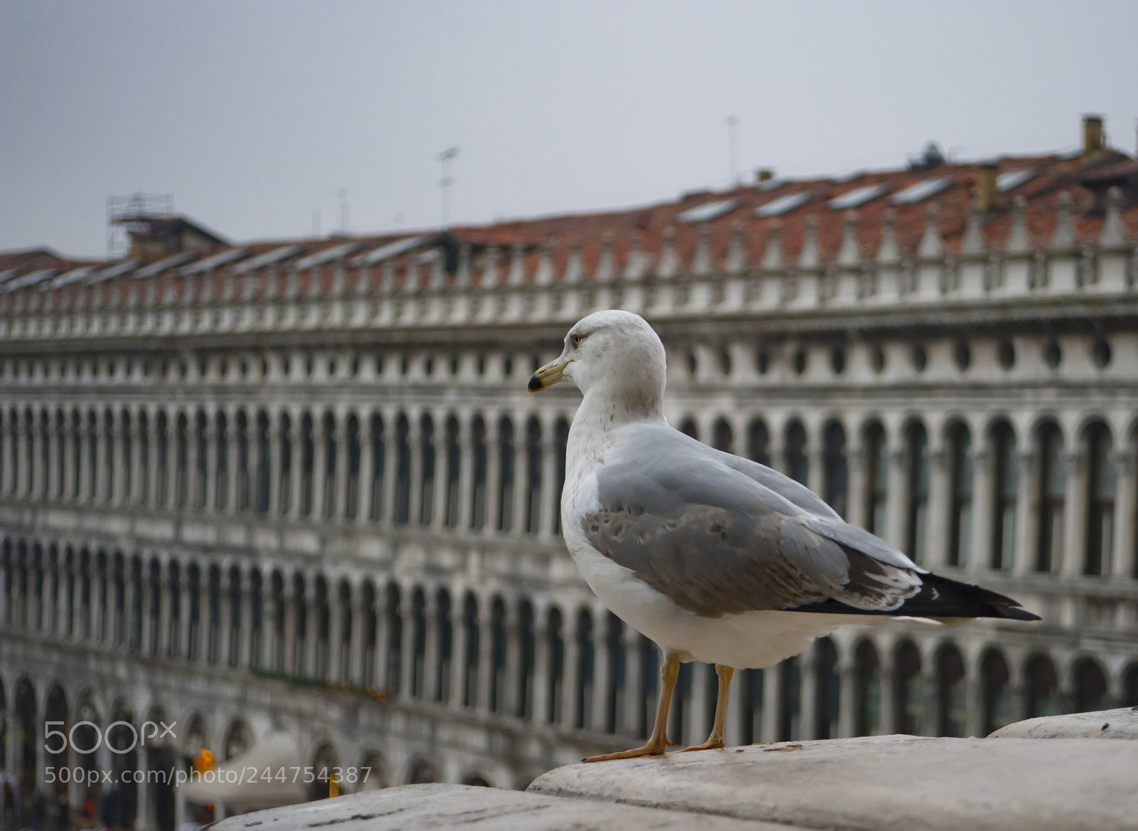 Nikon D700 sample photo. Watching over photography