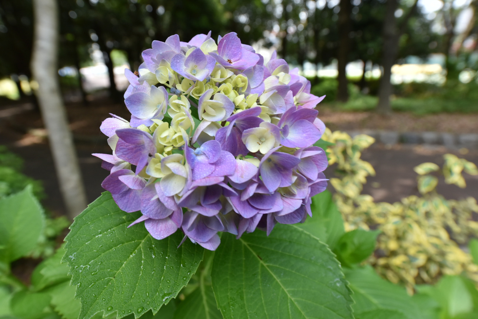 Nikon D750 + Nikon AF-S Nikkor 14-24mm F2.8G ED sample photo. Nature light photography