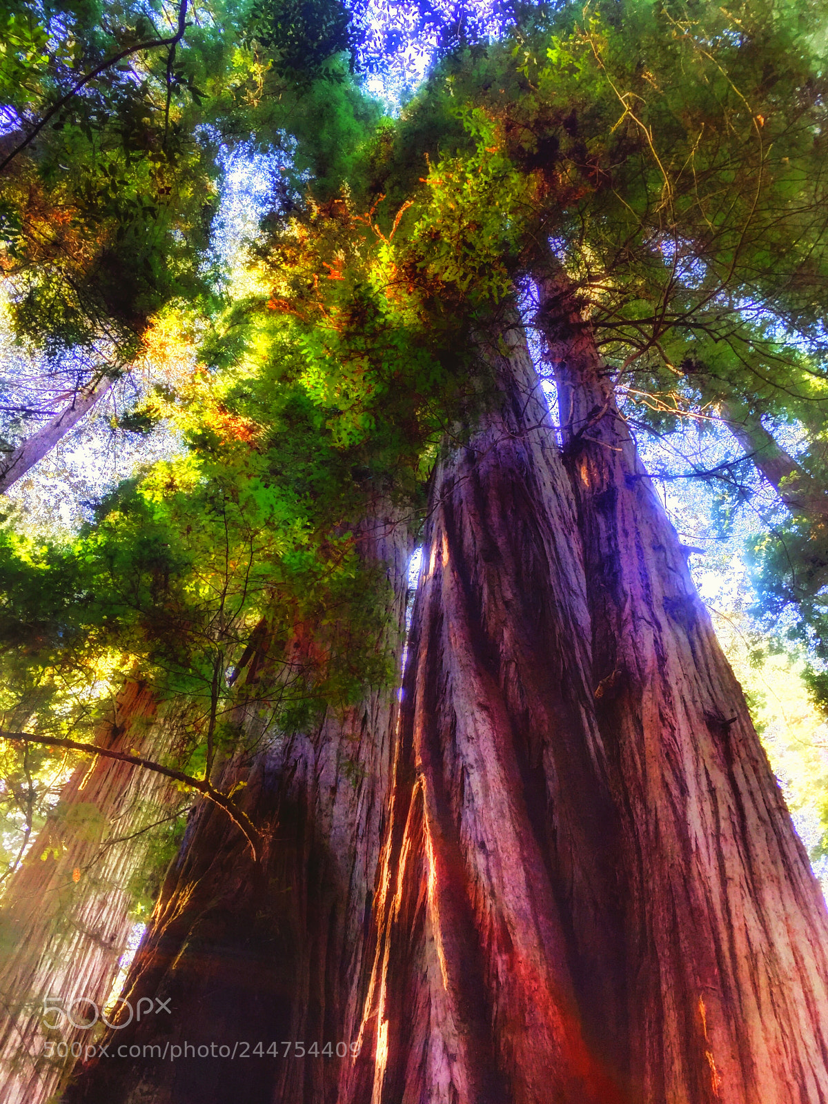Apple iPhone 6 Plus sample photo. California redwoods photography