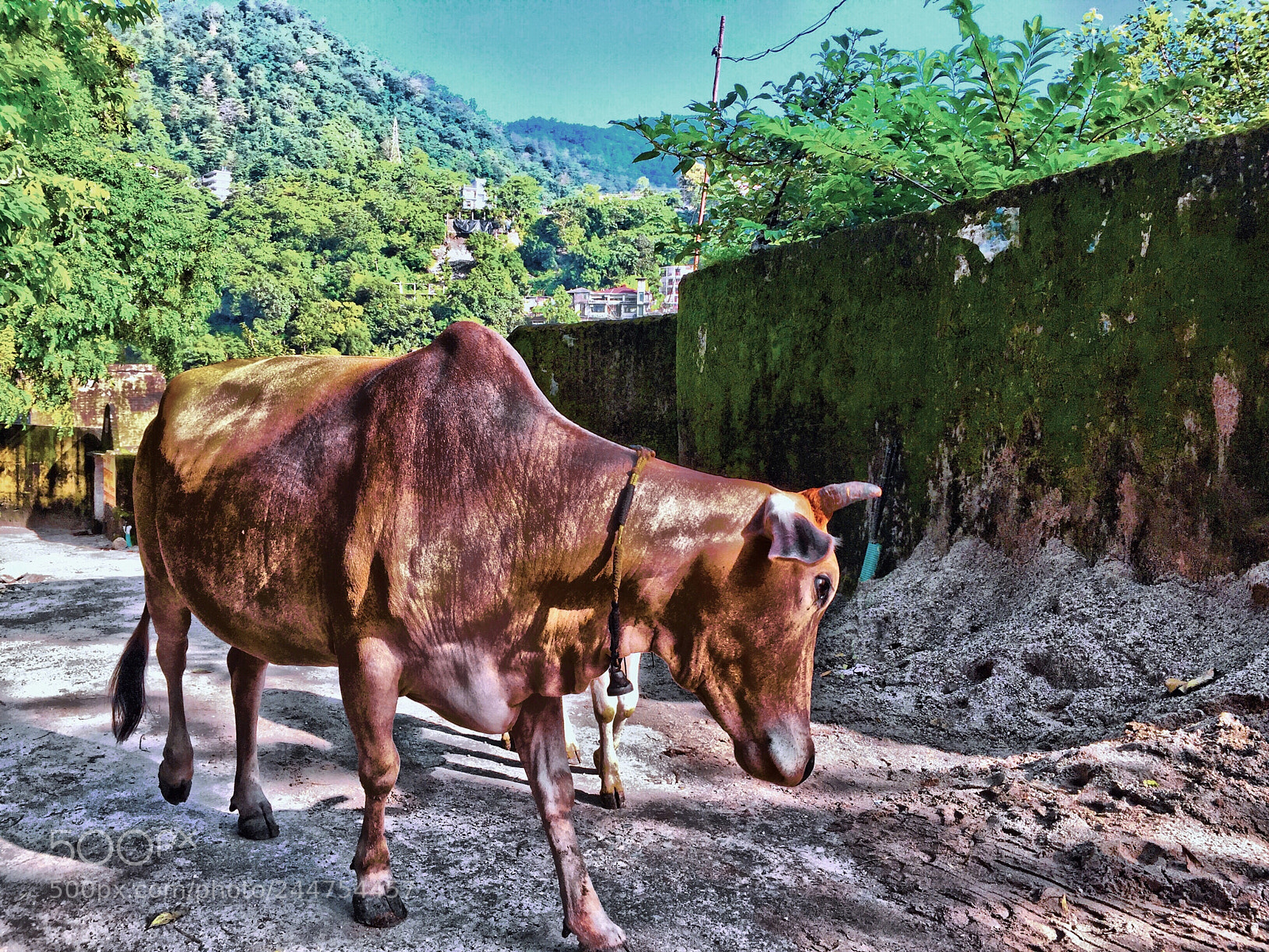 Apple iPhone 6 Plus sample photo. Cow in rishikesh india photography