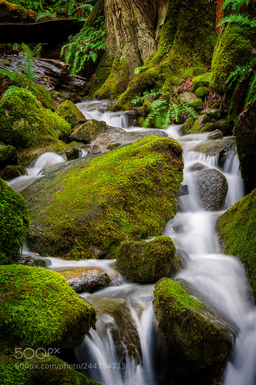 Nikon D700 sample photo. Rainforest creek, harrison, british photography