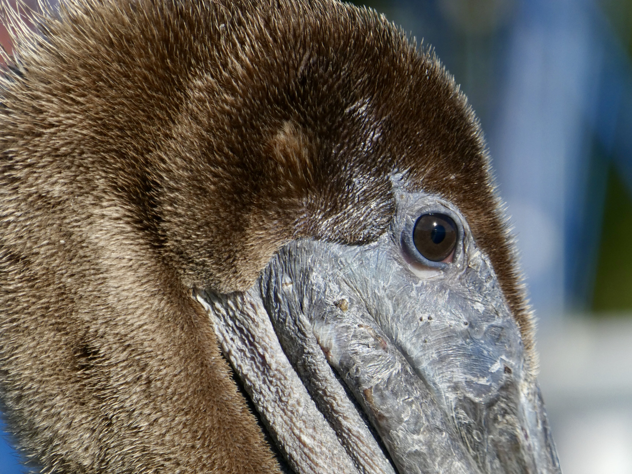 Panasonic DMC-ZS60 sample photo. Pelican, south carolina photography