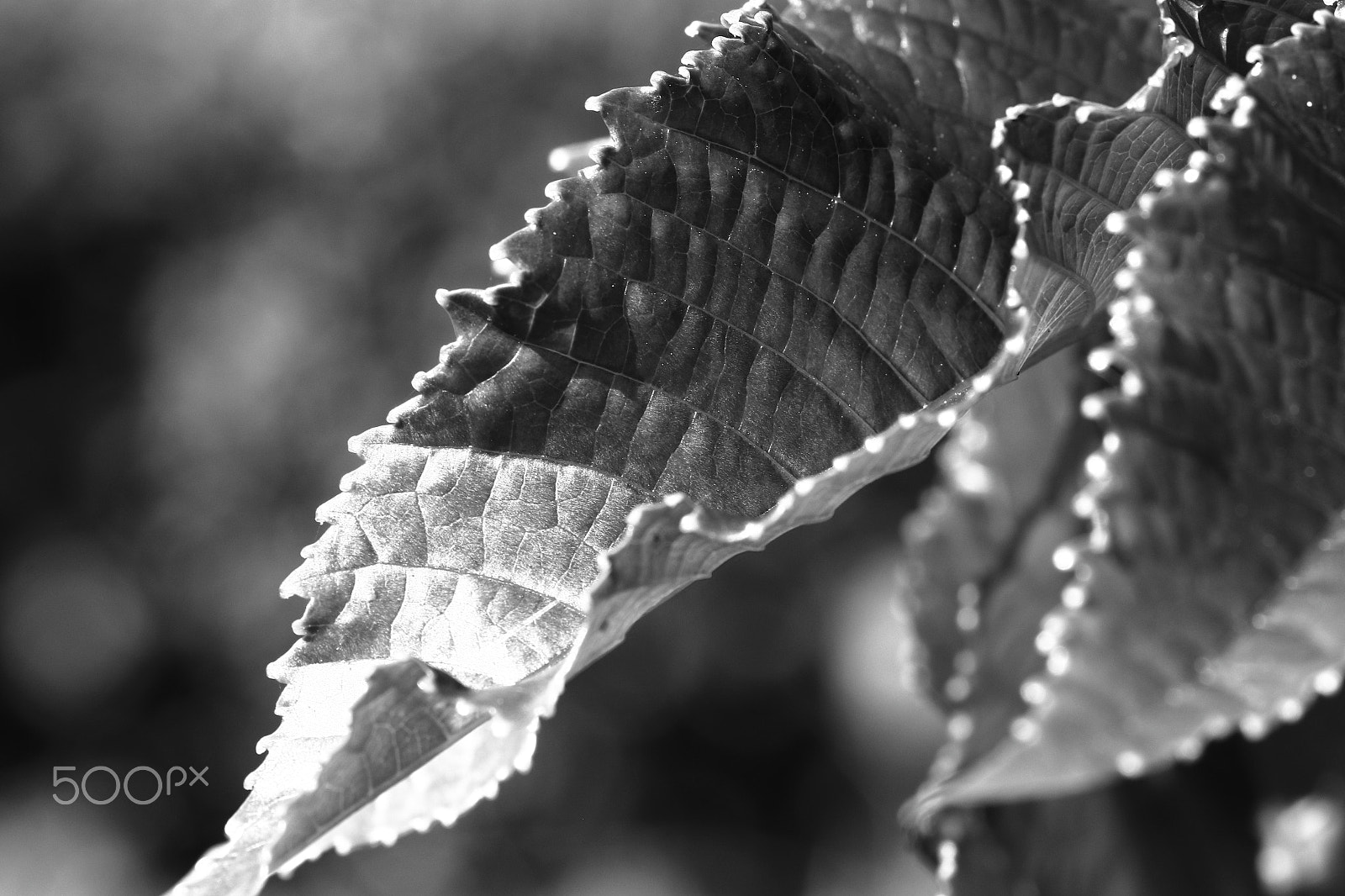 Canon EOS 7D Mark II sample photo. Rediscovering nature photography