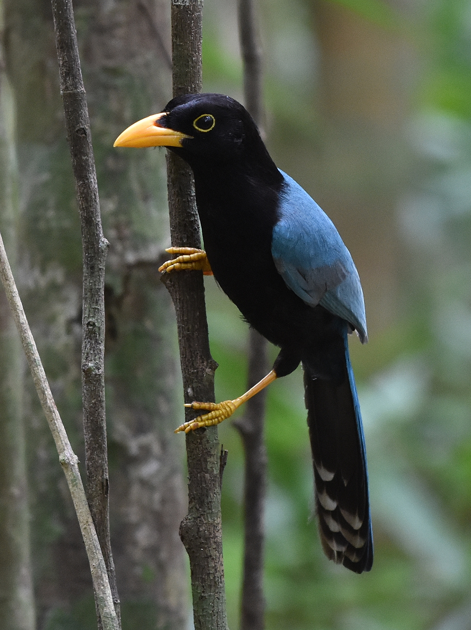 Nikon D7200 + Nikon AF-S Nikkor 70-200mm F4G ED VR sample photo. Yucatan jay photography