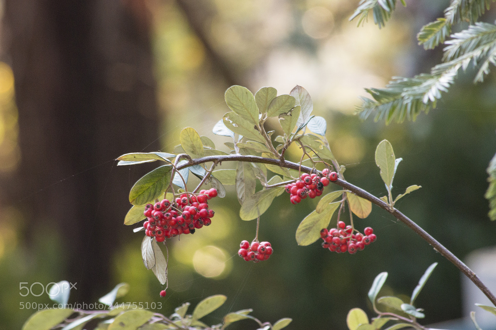 Canon EOS 70D sample photo. Wild berries photography