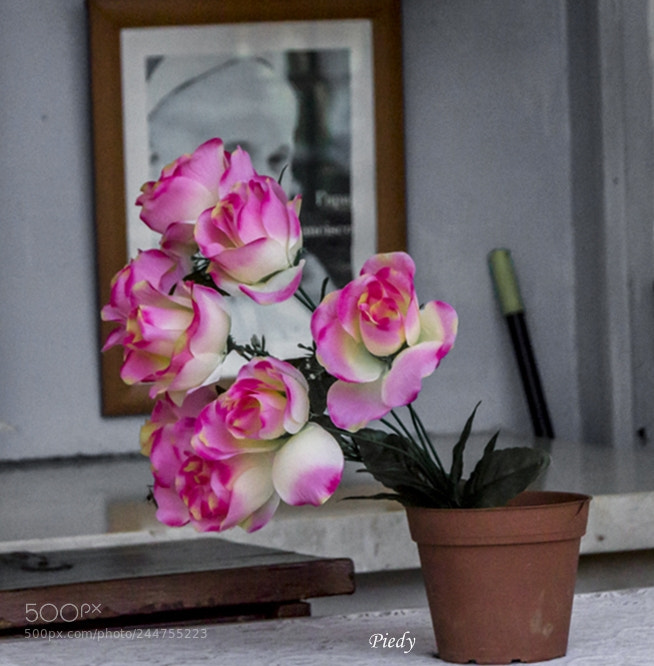 Canon EOS 60D sample photo. Img photography