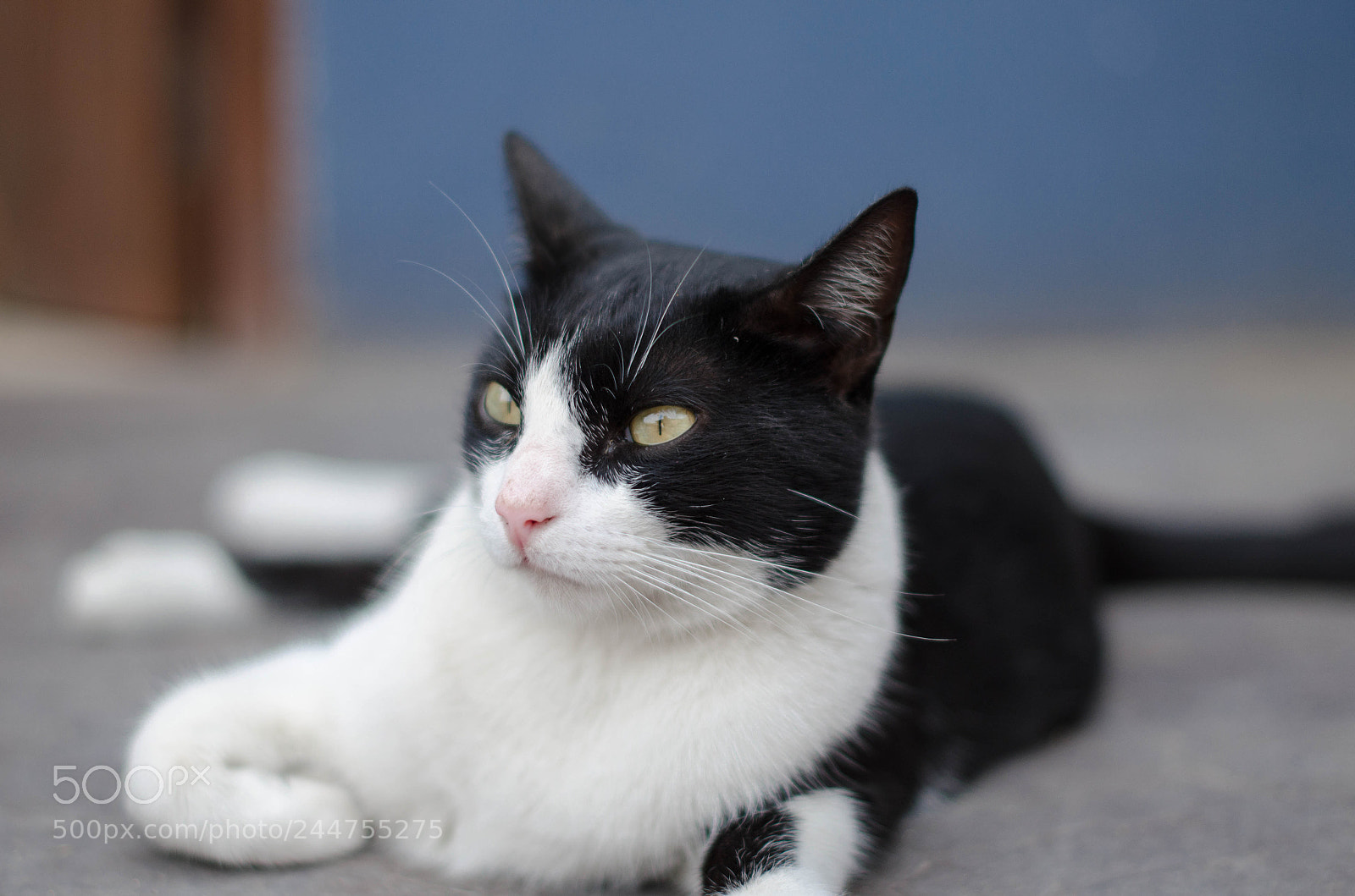 Nikon D5100 sample photo. Athos photography