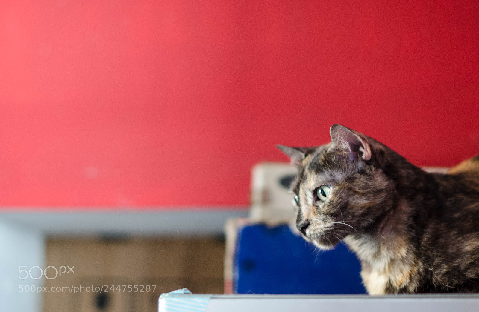 Nikon D5100 sample photo. La m s linda photography