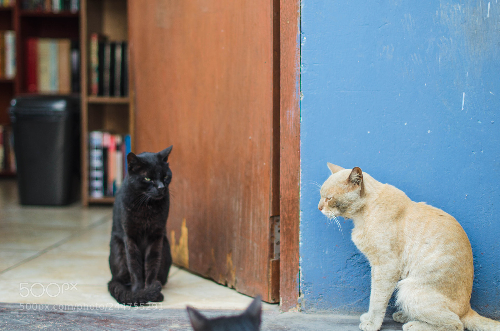 Nikon D5100 sample photo. Pelea de gatos photography