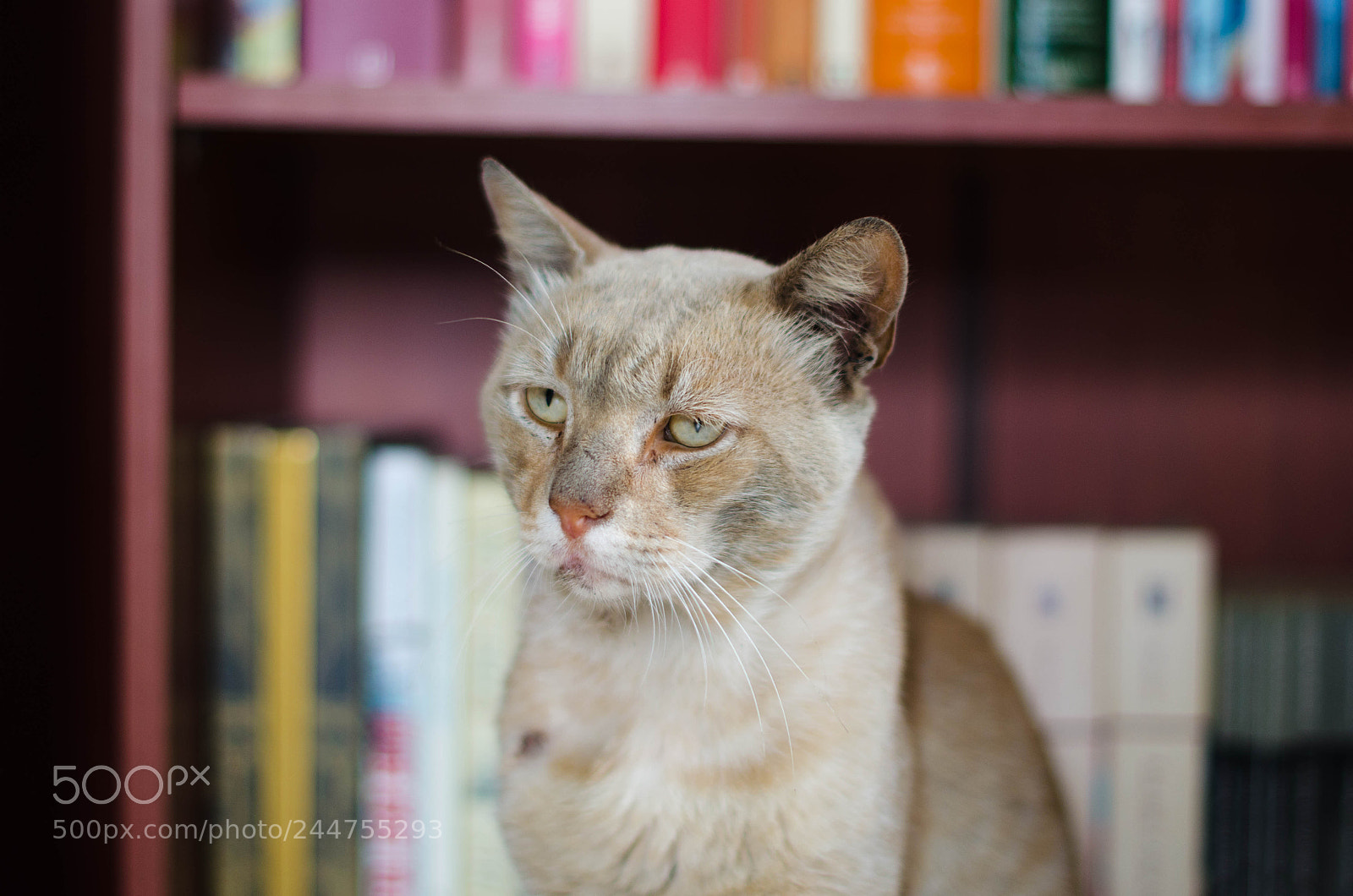Nikon D5100 sample photo. Noboru entre libros photography