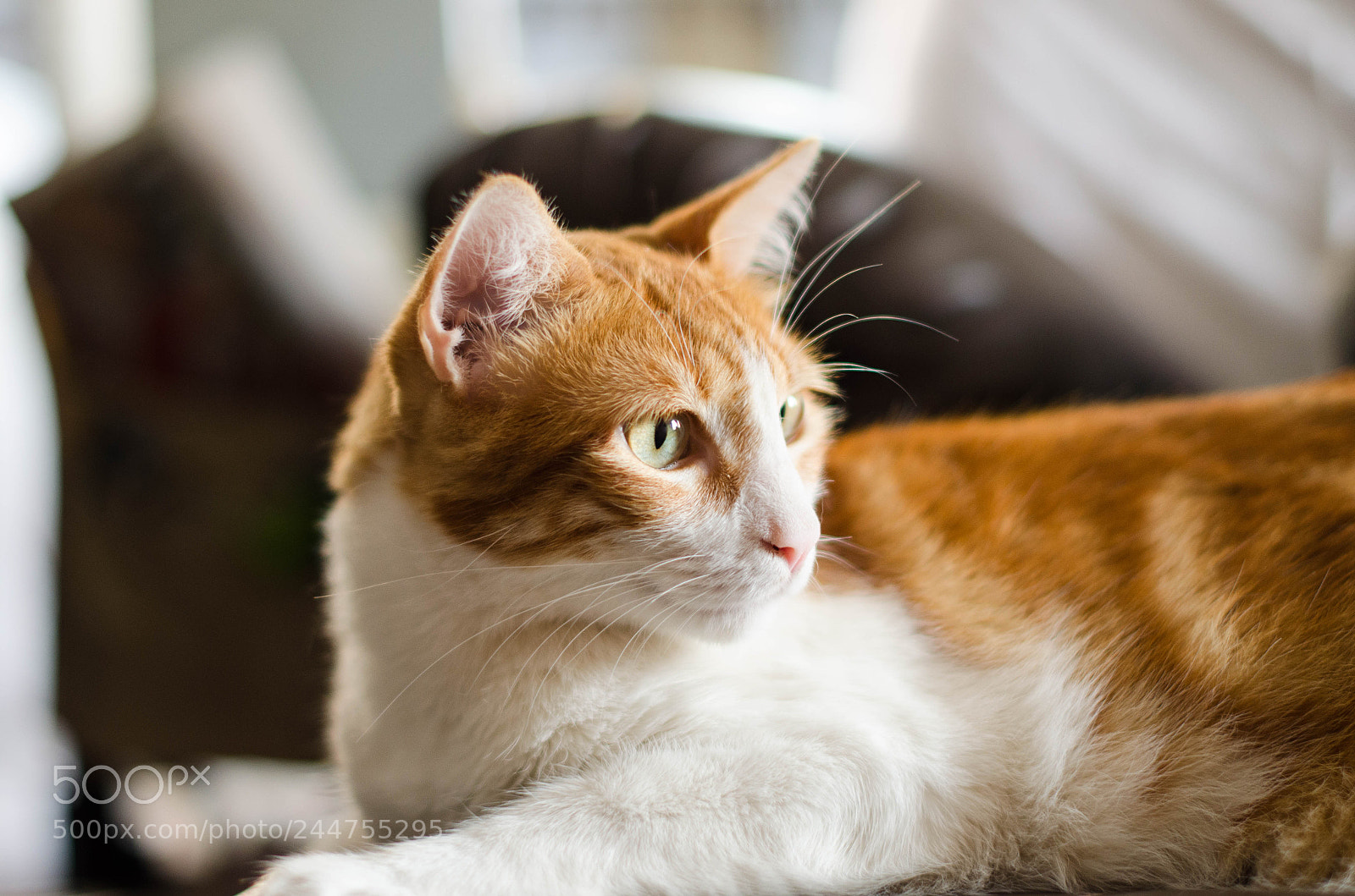 Nikon D5100 sample photo. Elvis photography