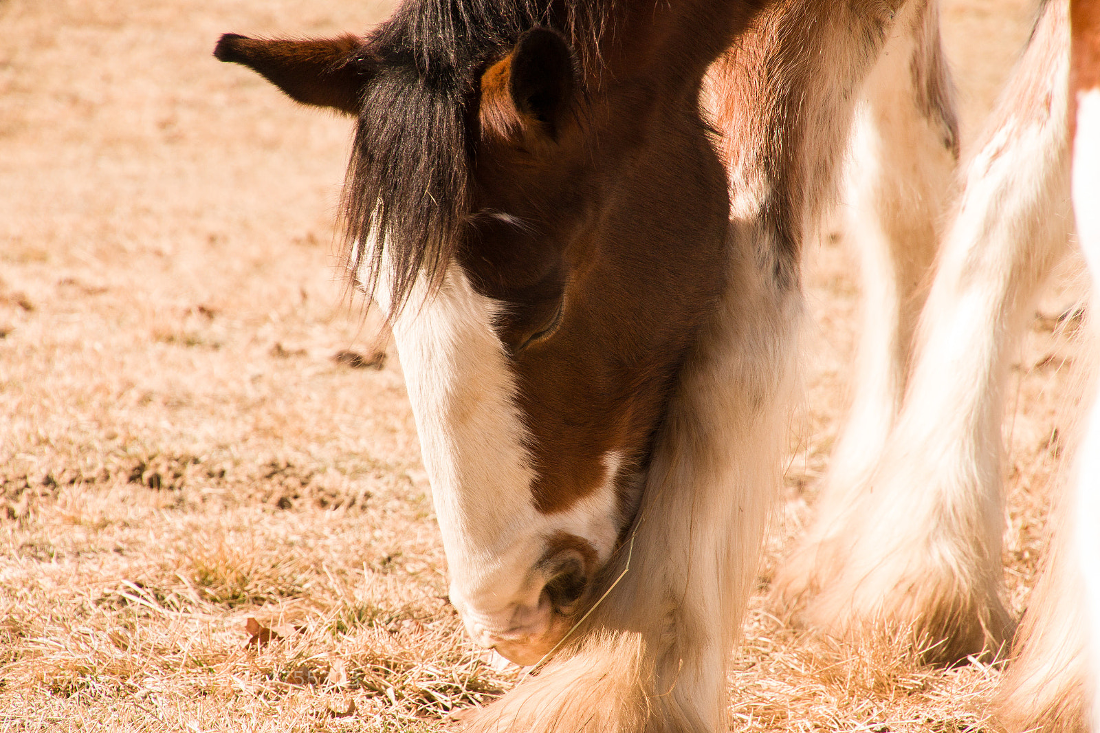 Canon EOS 70D sample photo. Beautiful clydesdale horse at photography