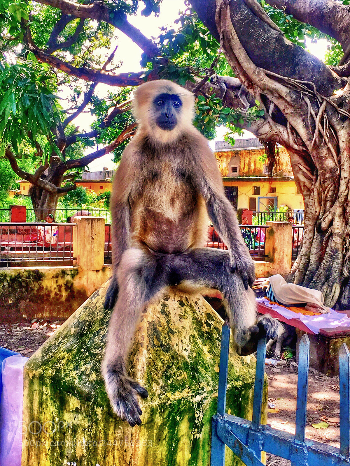 Apple iPhone 6 Plus sample photo. Black faced monkey in photography