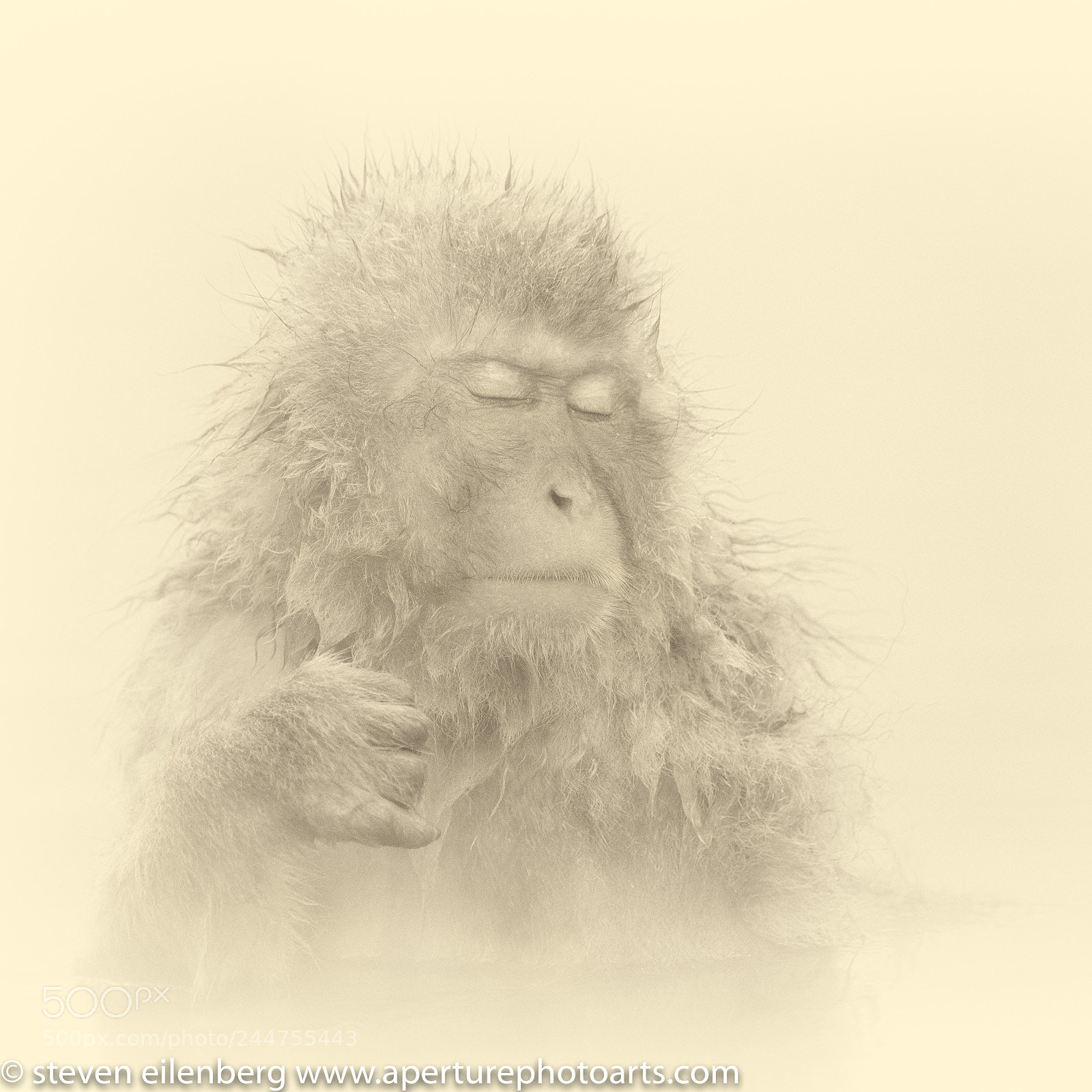 Nikon D850 sample photo. Snow monkey photography