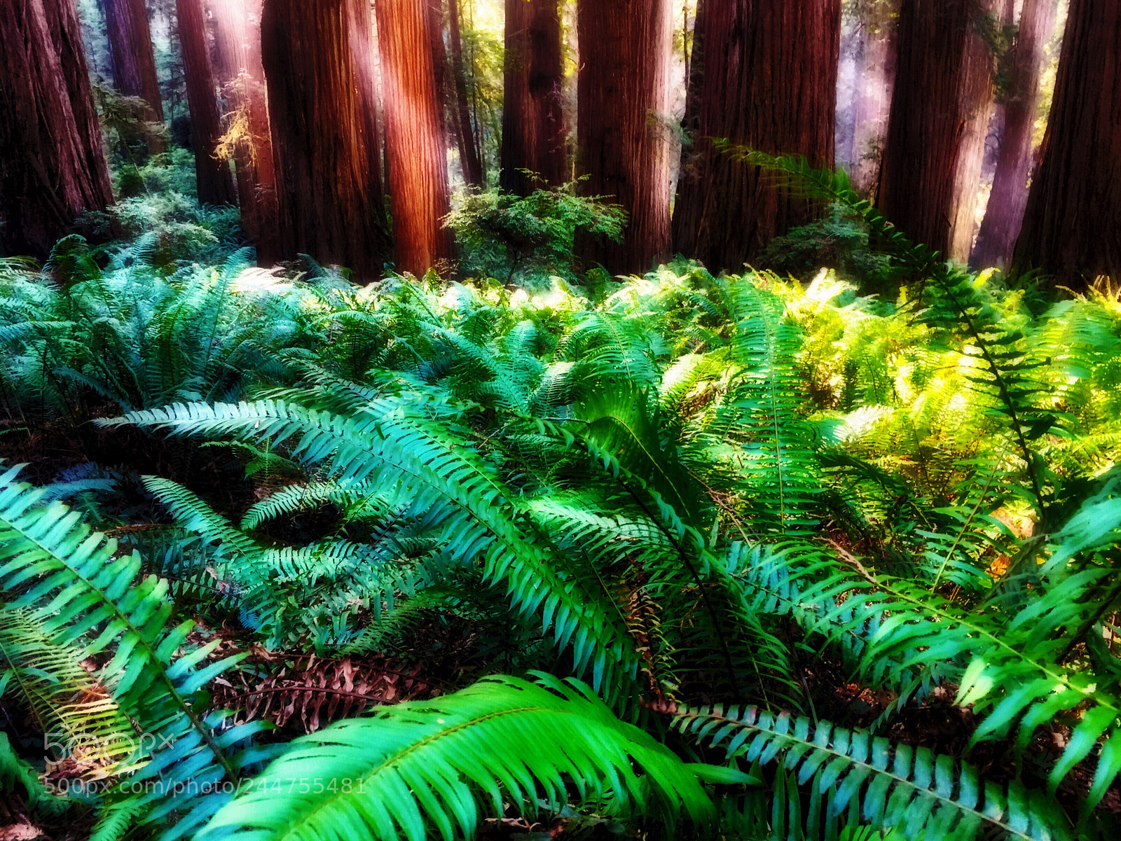 Apple iPhone 6 Plus sample photo. California redwoods photography