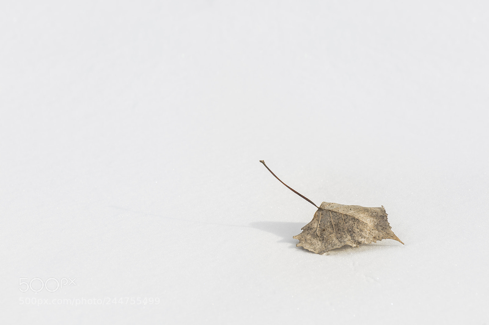 Canon EOS 5DS R sample photo. Winter simplicity photography