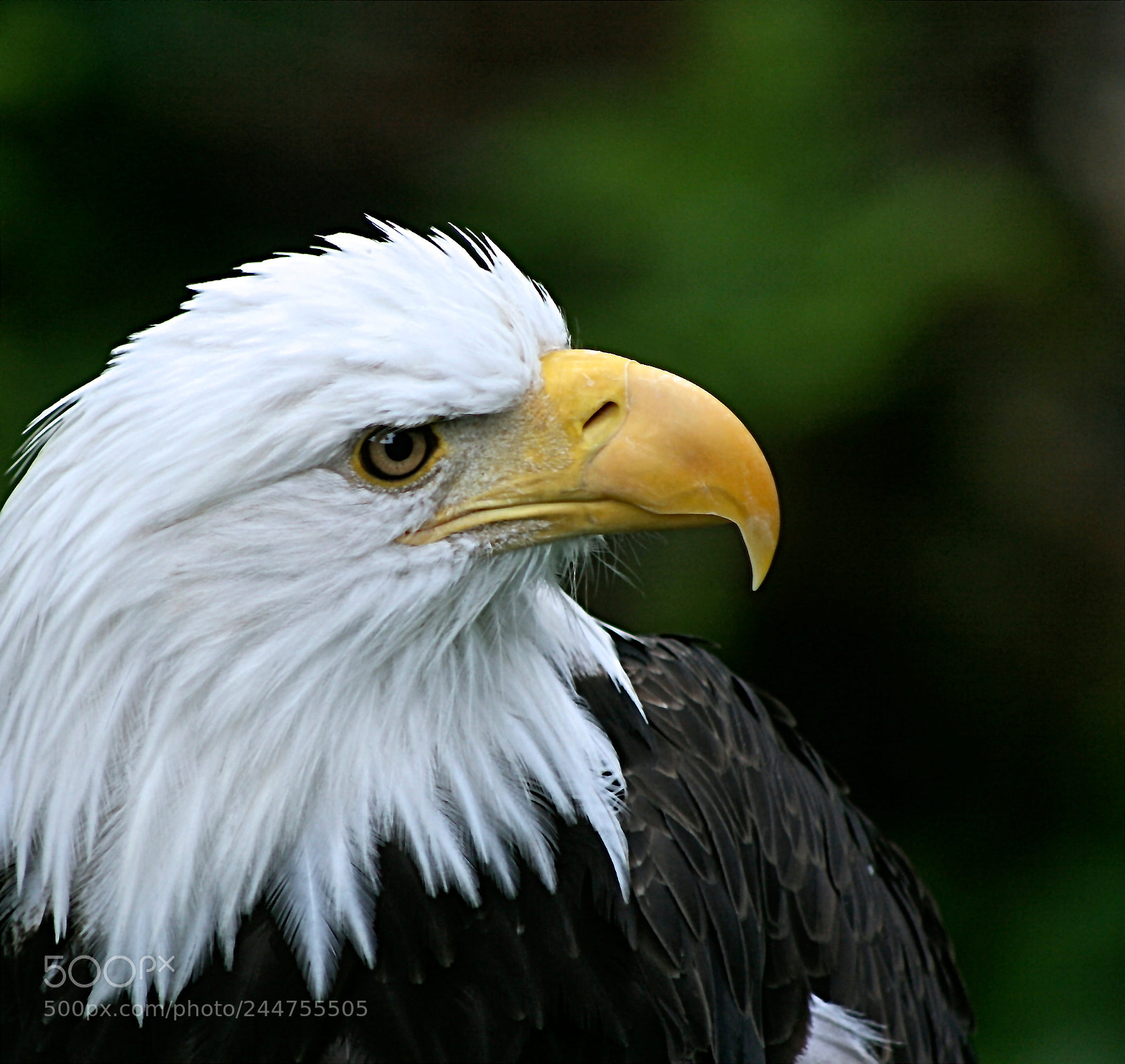 Canon EOS 400D (EOS Digital Rebel XTi / EOS Kiss Digital X) sample photo. Bald eagle photography