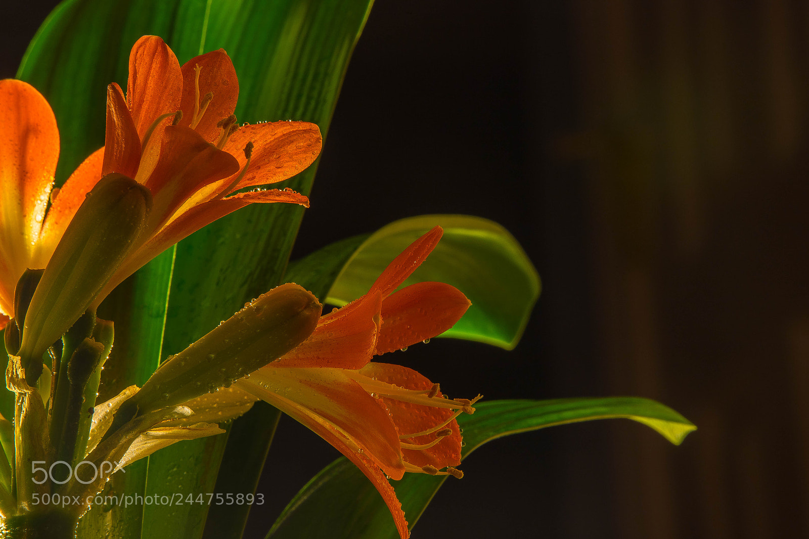 Canon EOS 6D Mark II sample photo. Kaffir lily (2) photography