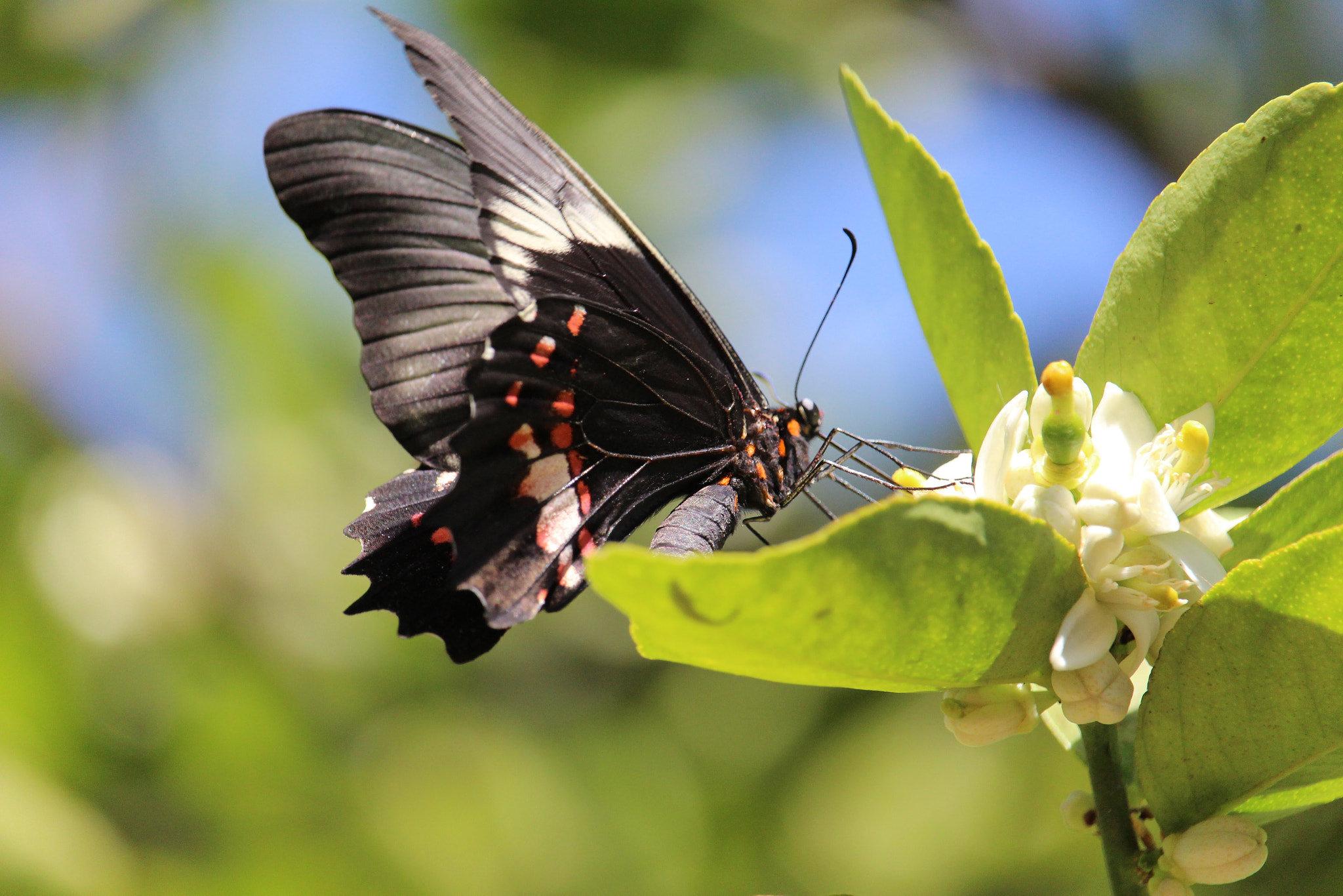 Canon EF-S 55-250mm F4-5.6 IS STM sample photo