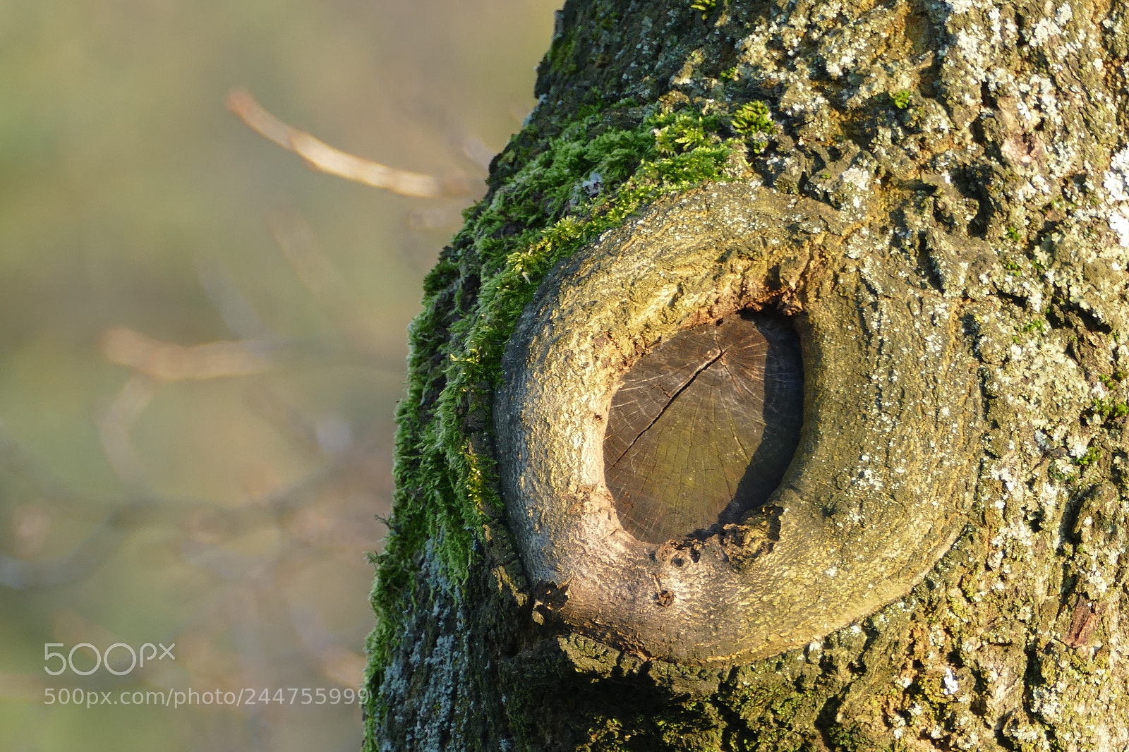 Panasonic Lumix DMC-FZ1000 sample photo. Knothole photography