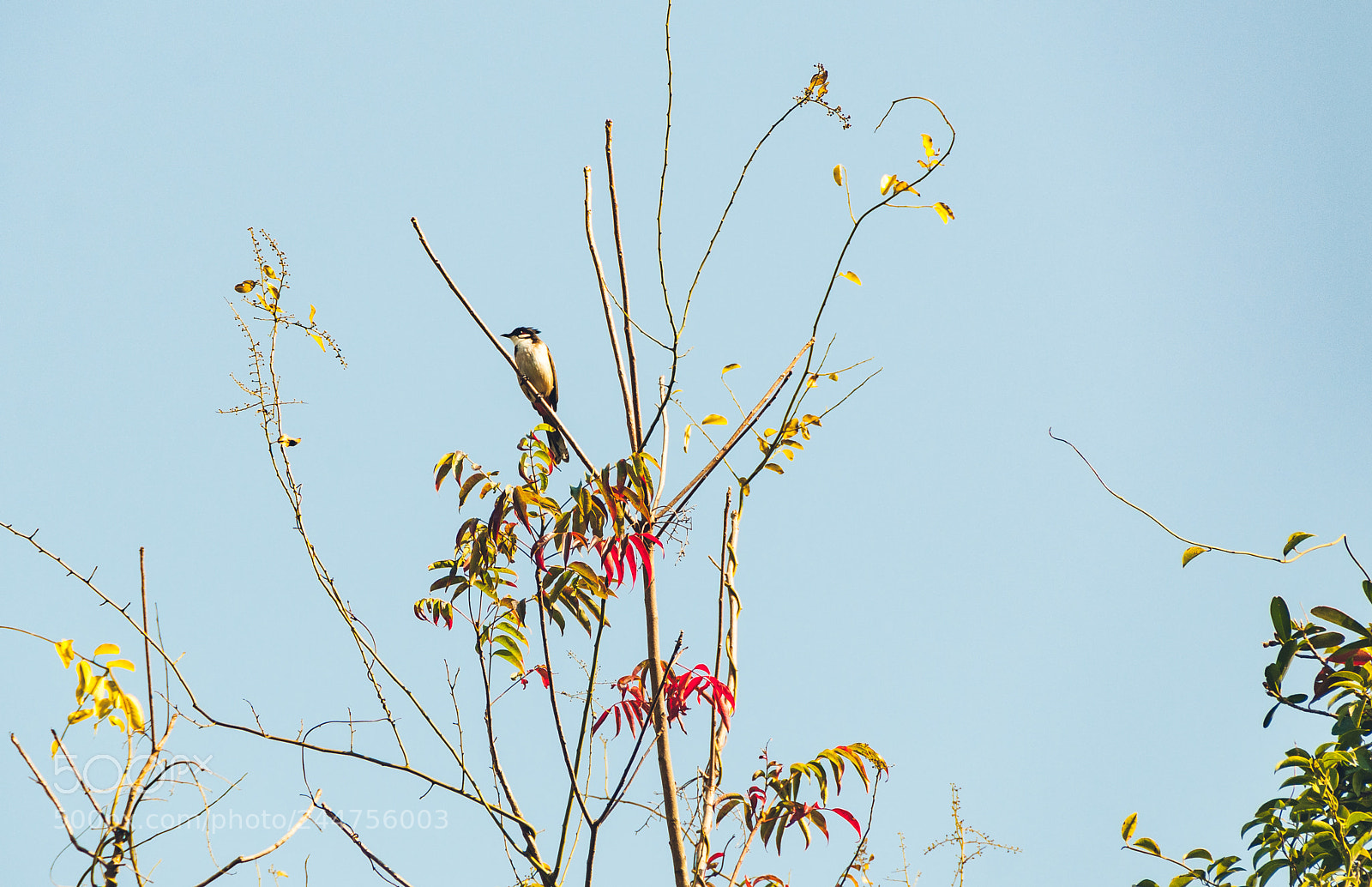 Nikon D300S sample photo. *** photography