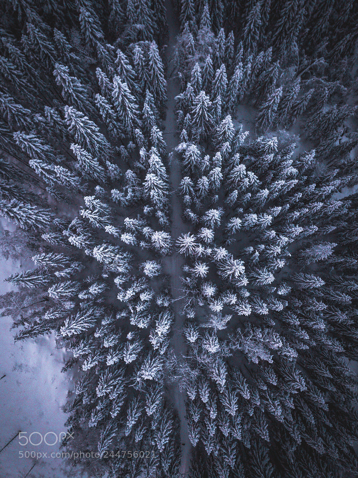 DJI FC220 sample photo. Frosty photography
