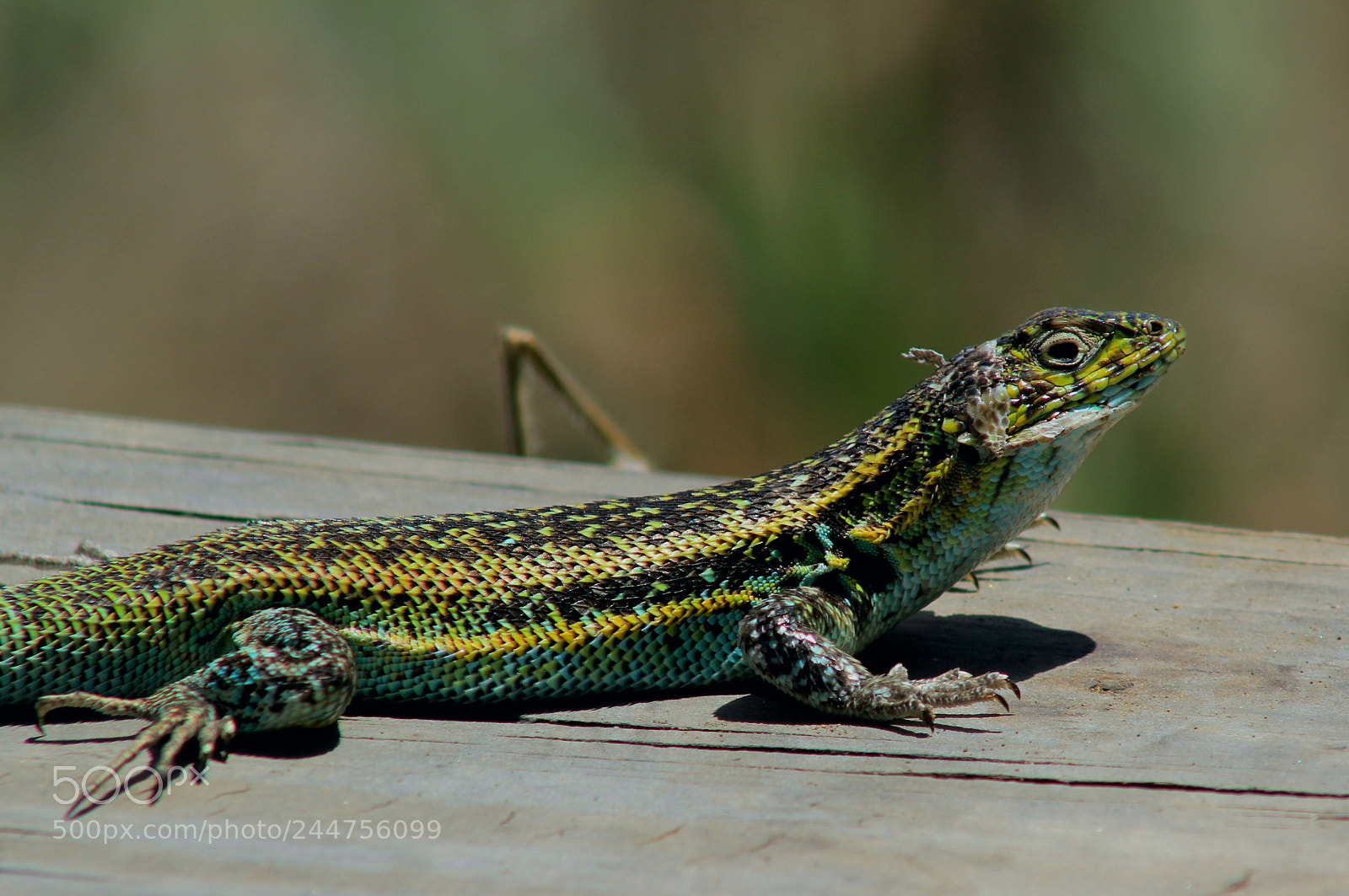 Canon EOS 60D sample photo. Cambio de piel photography