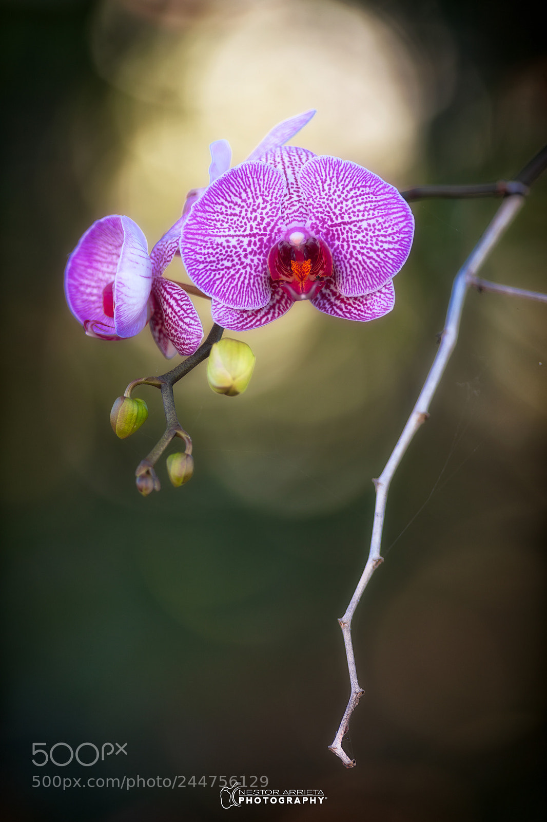 Canon EOS 5DS R sample photo. Orchid photography