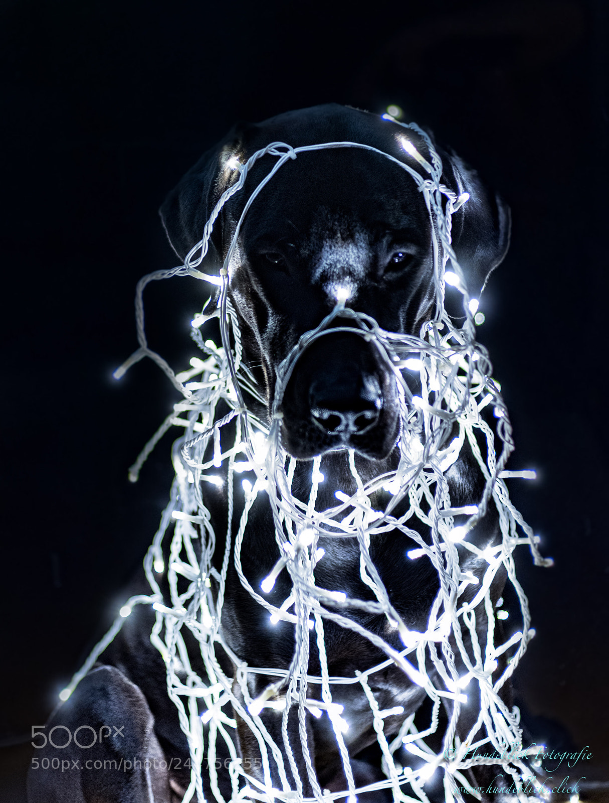 Pentax K-1 sample photo. Our new christmastree photography