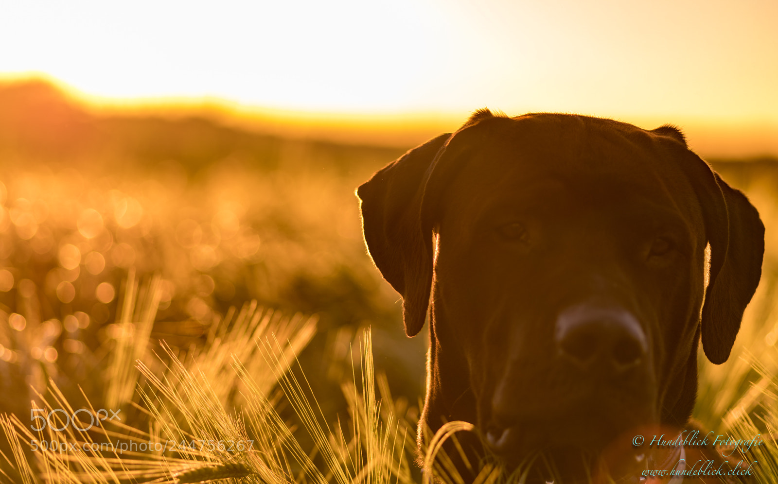 Pentax K-1 sample photo. Countryside with my dog photography