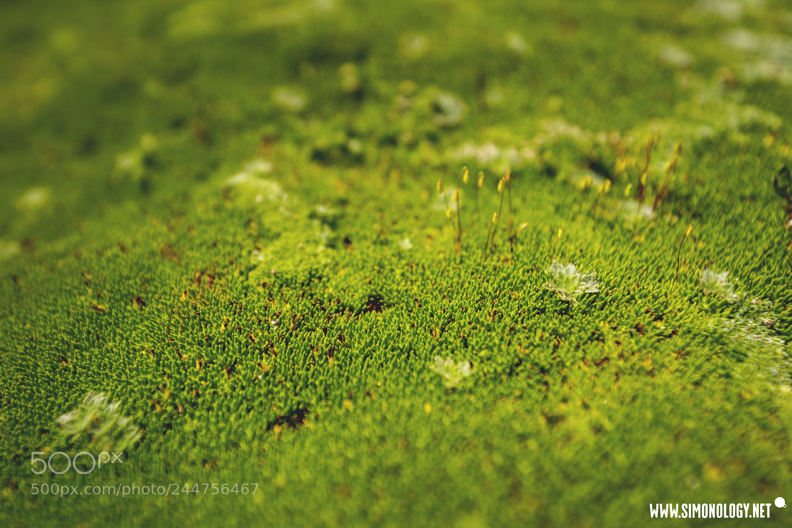Nikon D800E sample photo. Cushion plants, tasmania. photography