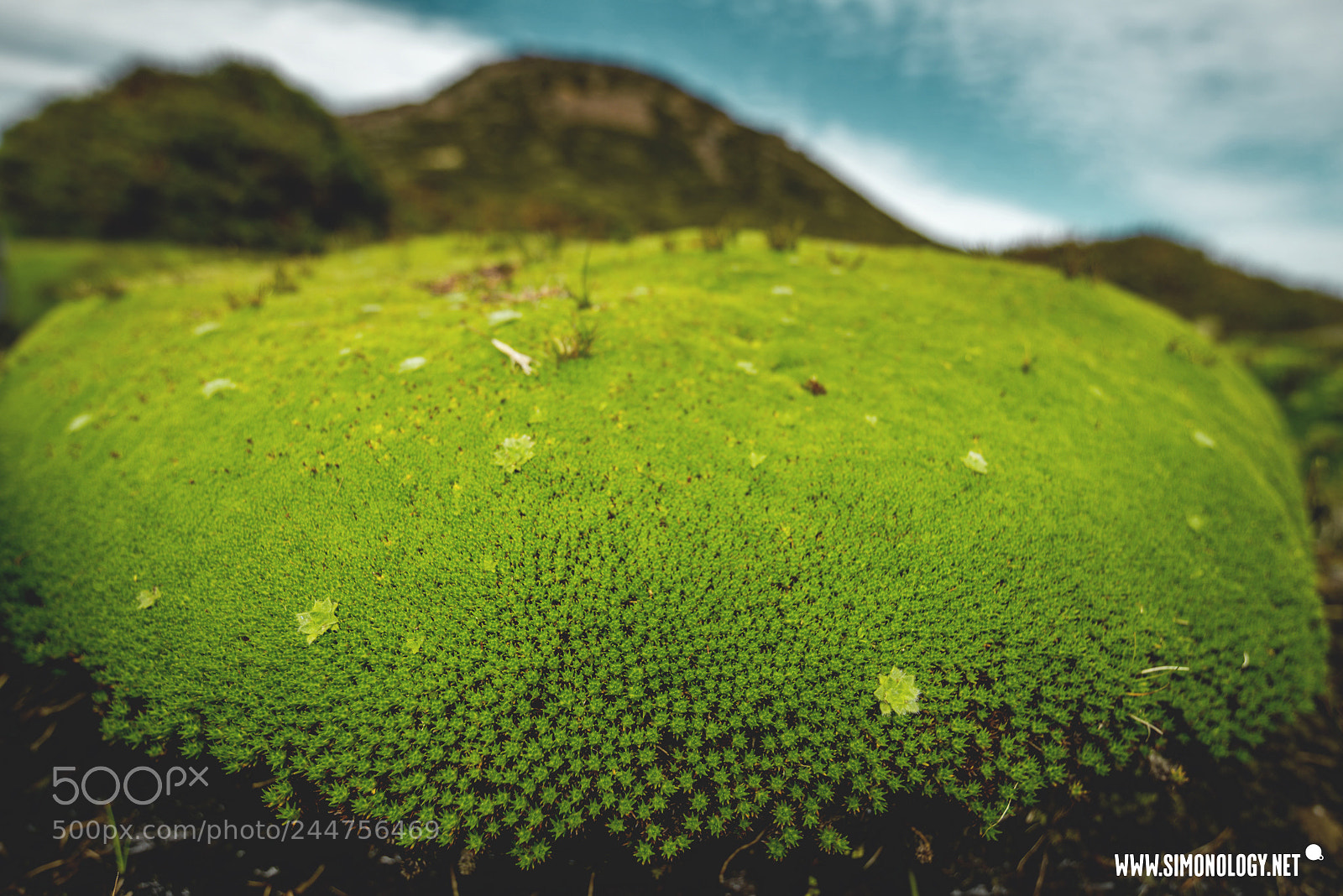 Nikon D800E sample photo. Cushion plants, tasmania. photography