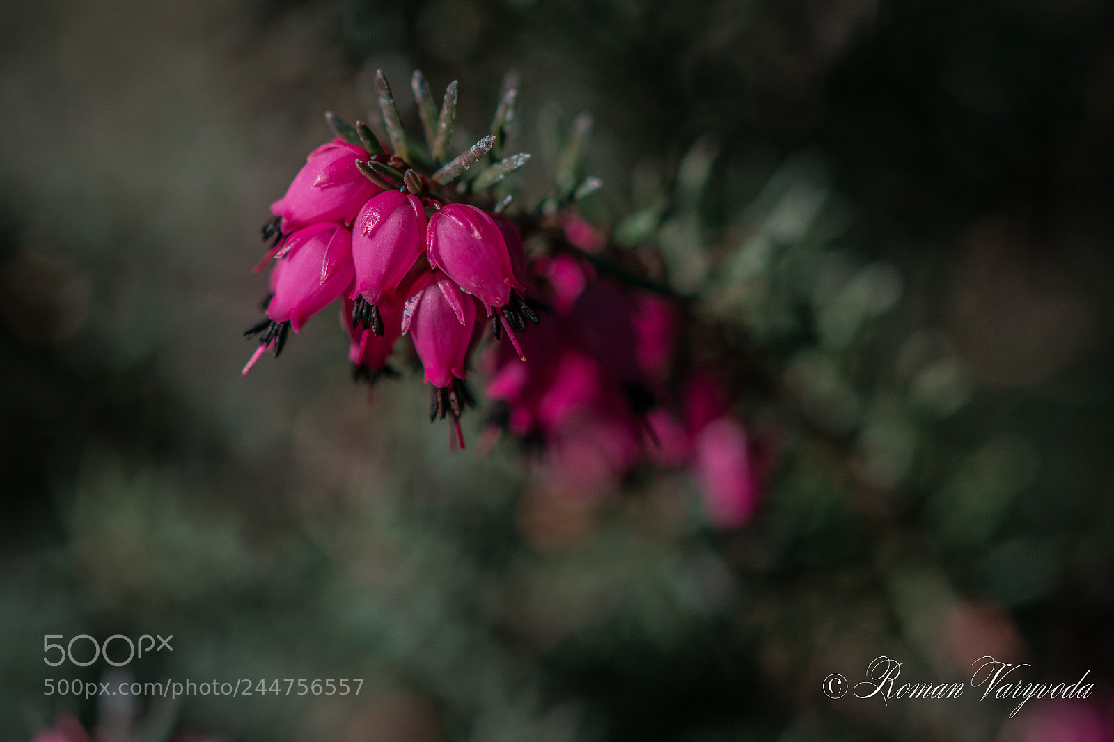 Nikon D7100 sample photo. Flower photography