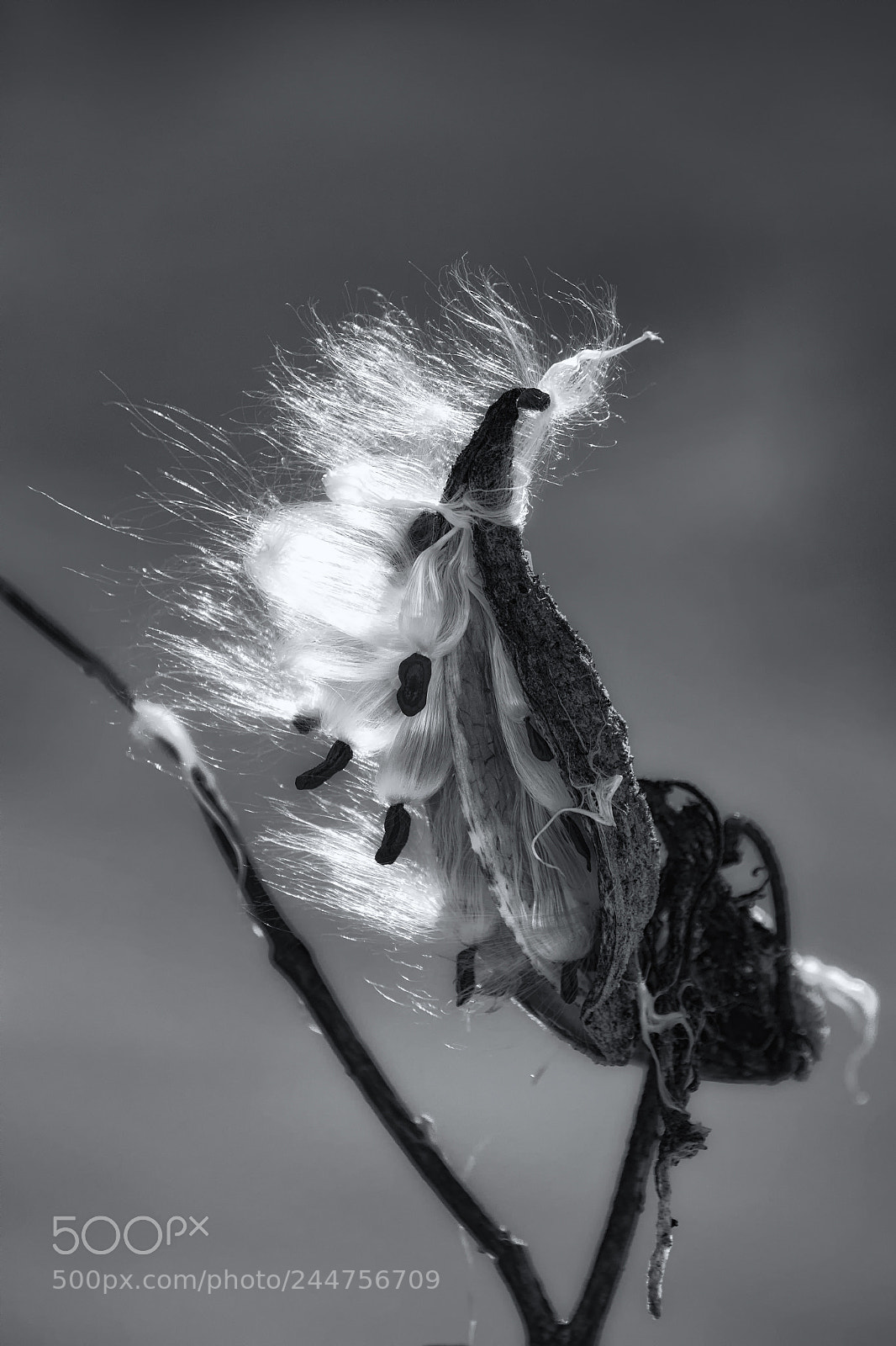 Nikon D7200 sample photo. Winter milkweed photography