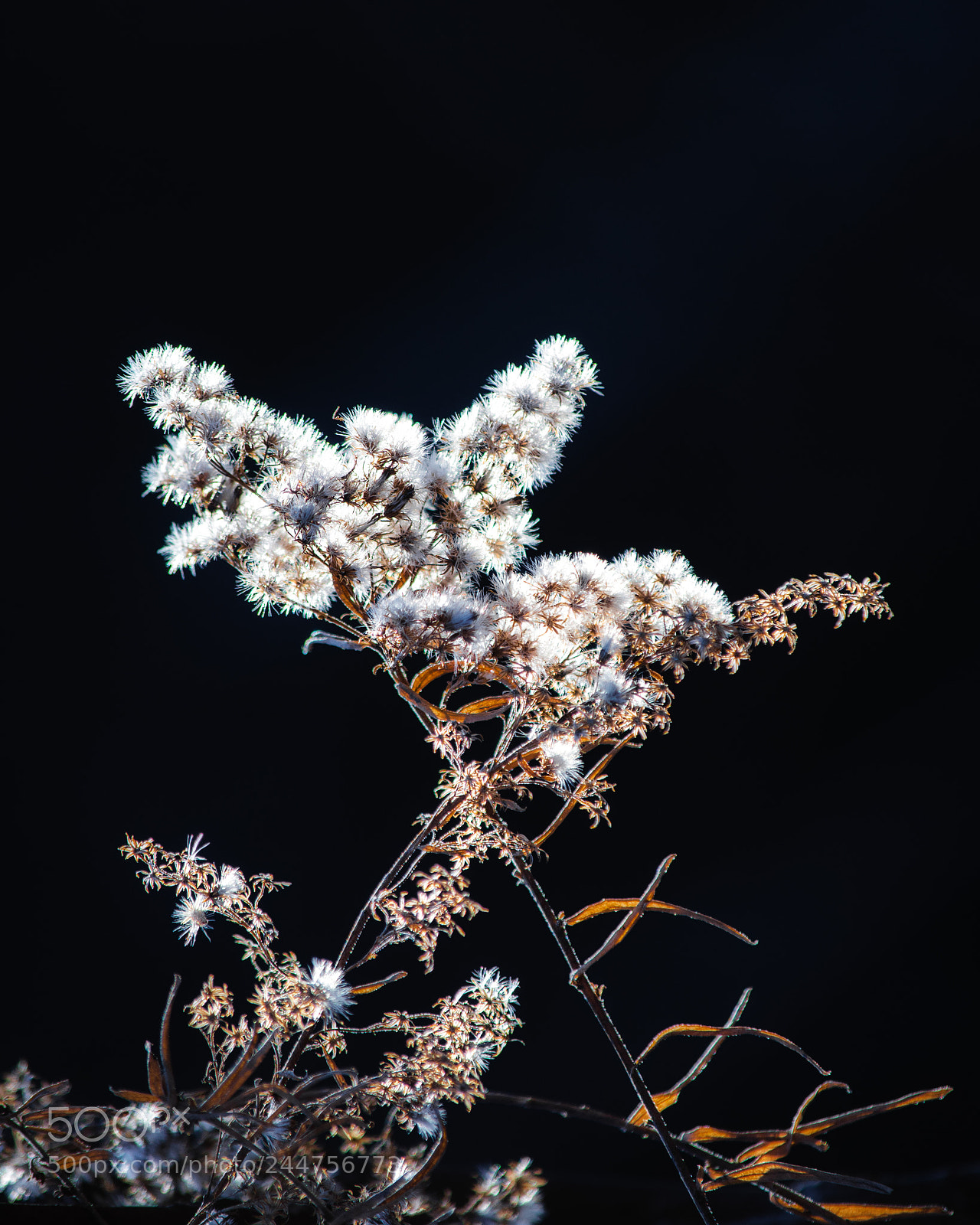 Nikon D7200 sample photo. Goldenrod on a winter photography
