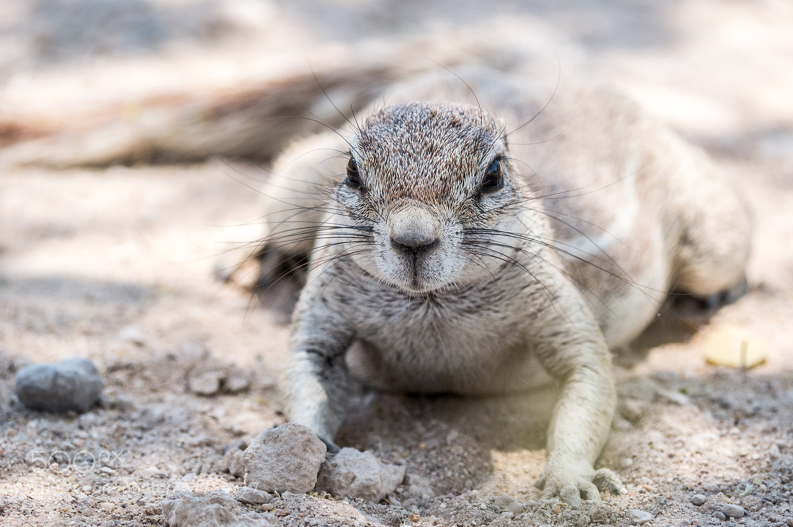 Panasonic DMC-G70 sample photo. Ground squirrel photography