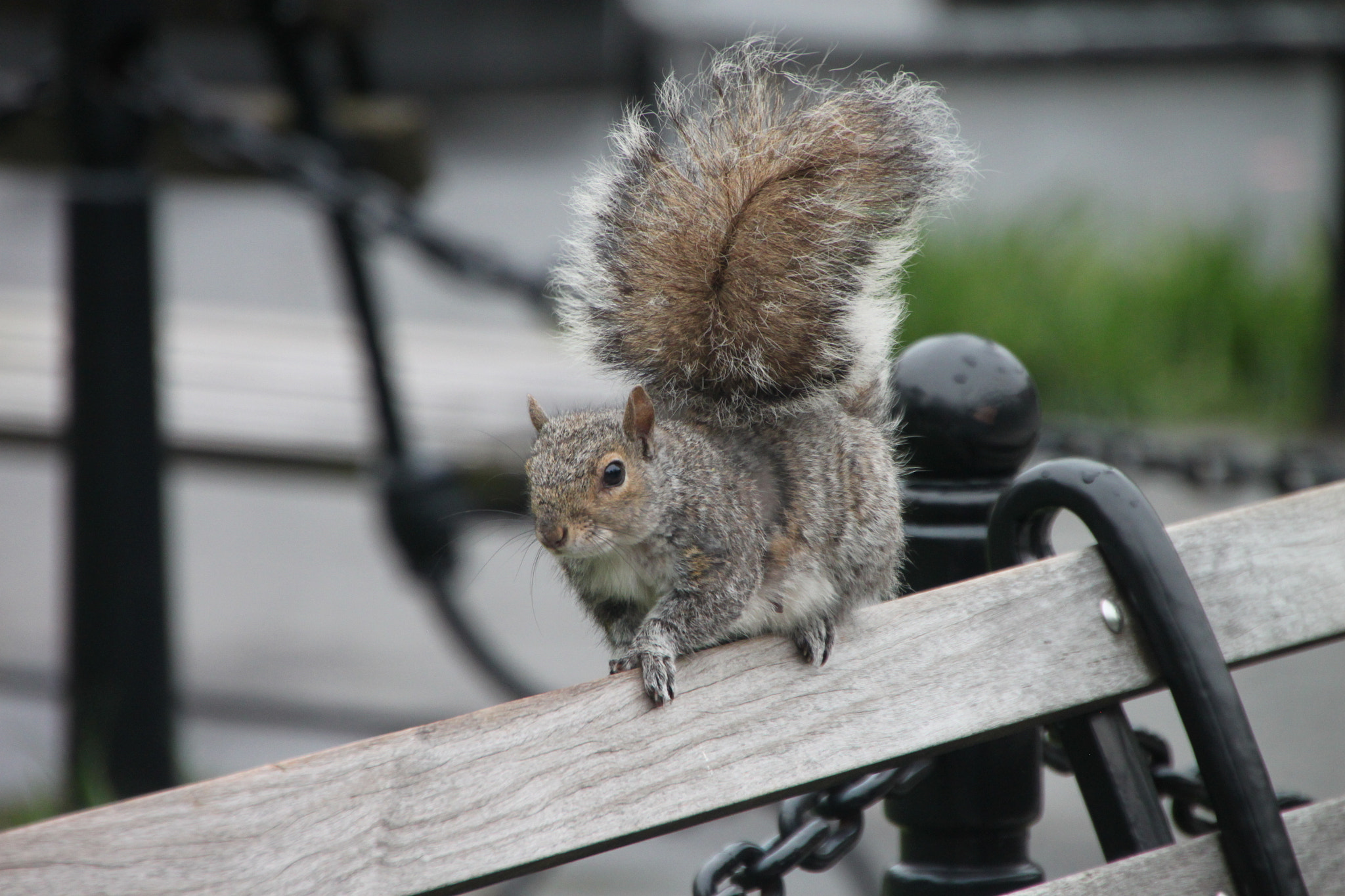 Tamron AF 18-270mm F3.5-6.3 Di II VC LD Aspherical (IF) MACRO sample photo. Squirrel on a bench photography