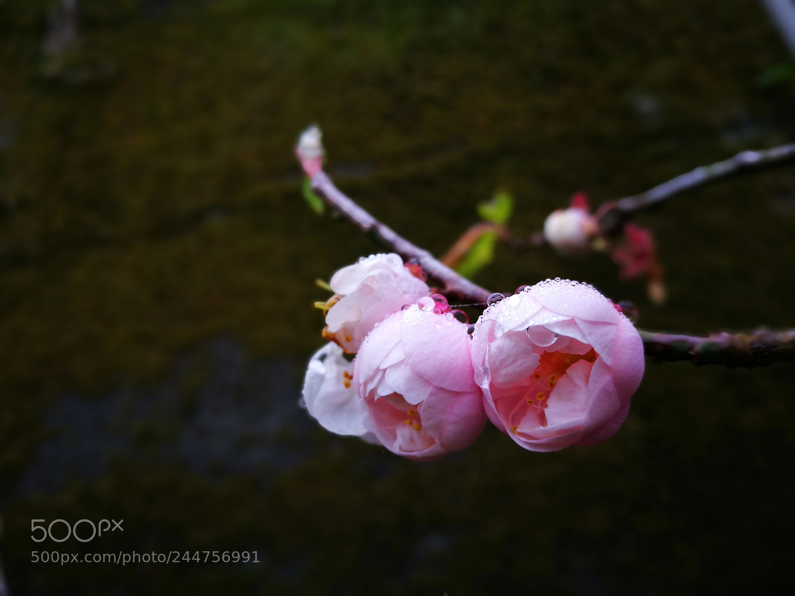 HUAWEI P9 sample photo. Untitled photography