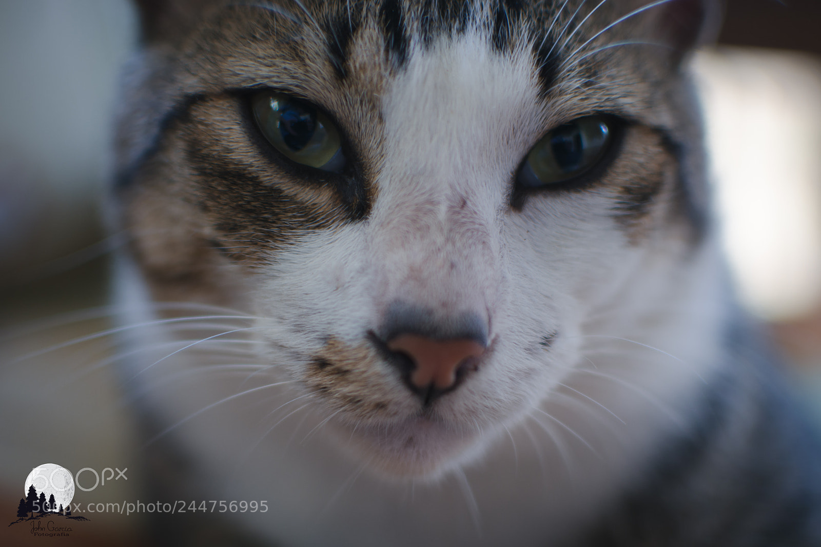 Nikon D7100 sample photo. Salvador photography