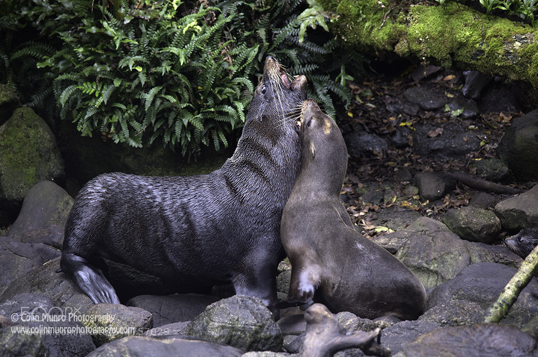 Nikon D600 sample photo. New zealand fur seals photography