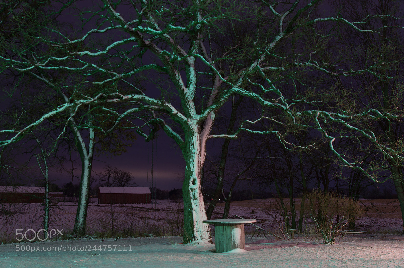 Sony SLT-A58 sample photo. Night oak photography