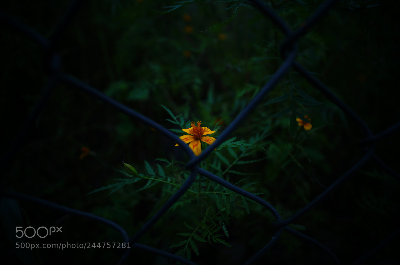 Sony SLT-A37 sample photo. Without freedom photography